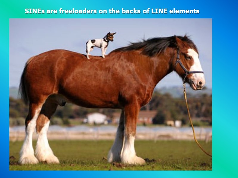 SINEs are freeloaders on the backs of LINE elements